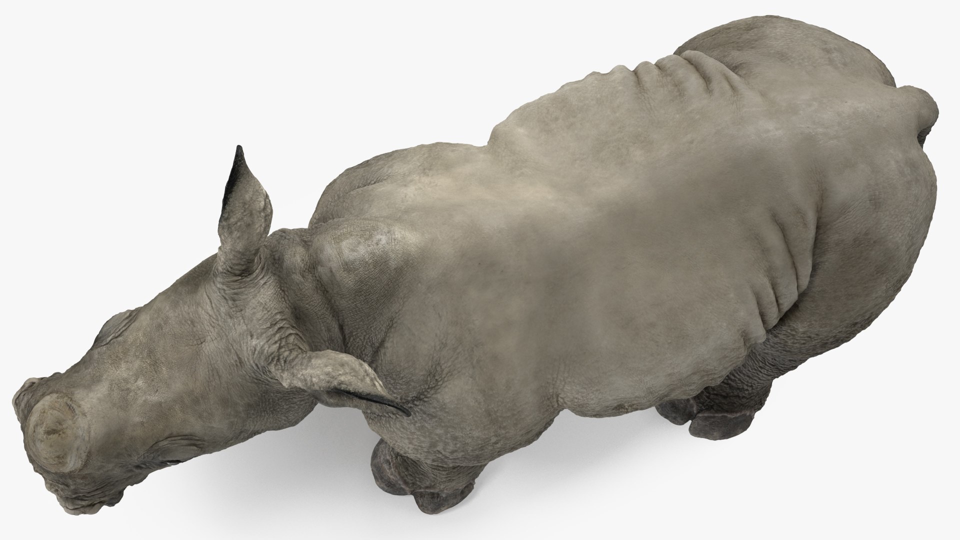 3D baby rhino rigged https://p.turbosquid.com/ts-thumb/Ka/bC5pkm/St8AMoNq/babyrhinorigged3dsmodel019/jpg/1609942014/1920x1080/fit_q87/e751274d0a074f64d551de77305f229e4ed395aa/babyrhinorigged3dsmodel019.jpg