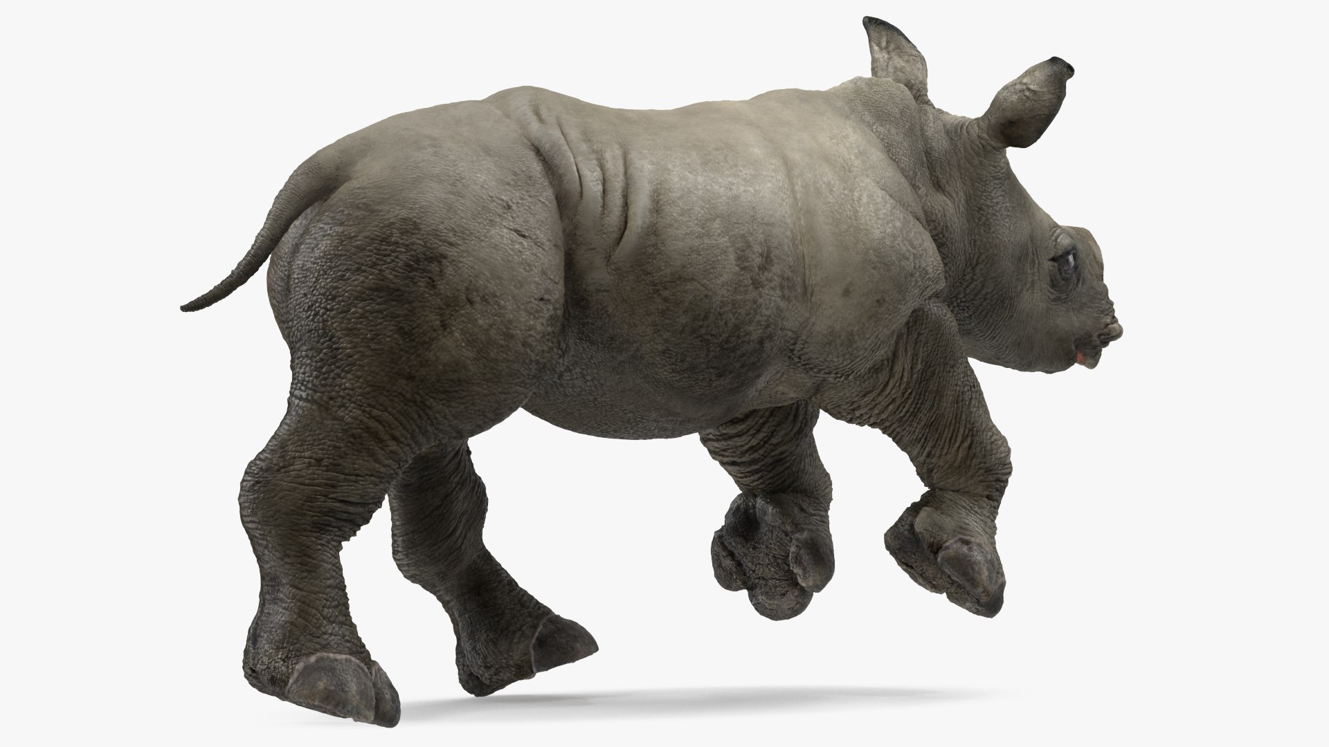 3D baby rhino rigged https://p.turbosquid.com/ts-thumb/Ka/bC5pkm/USembCGD/babyrhinorigged3dsmodel023/jpg/1609942030/1920x1080/fit_q87/162357c5c21c4810625c1c68f774b022c83e7e44/babyrhinorigged3dsmodel023.jpg