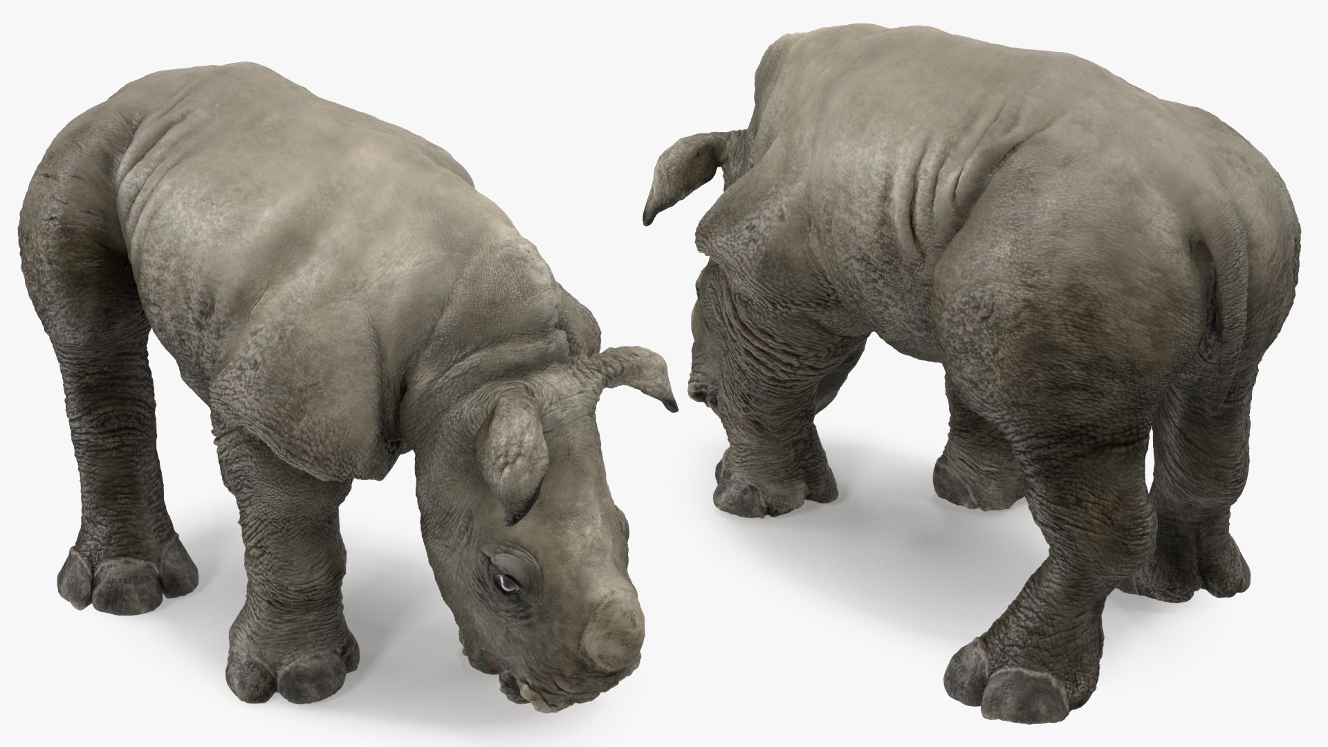 3D baby rhino rigged https://p.turbosquid.com/ts-thumb/Ka/bC5pkm/ZRHQwSPe/babyrhinorigged3dsmodel016/jpg/1609942002/1920x1080/fit_q87/9a7d932f8805887426ced4c2e0254fa5eafb063e/babyrhinorigged3dsmodel016.jpg