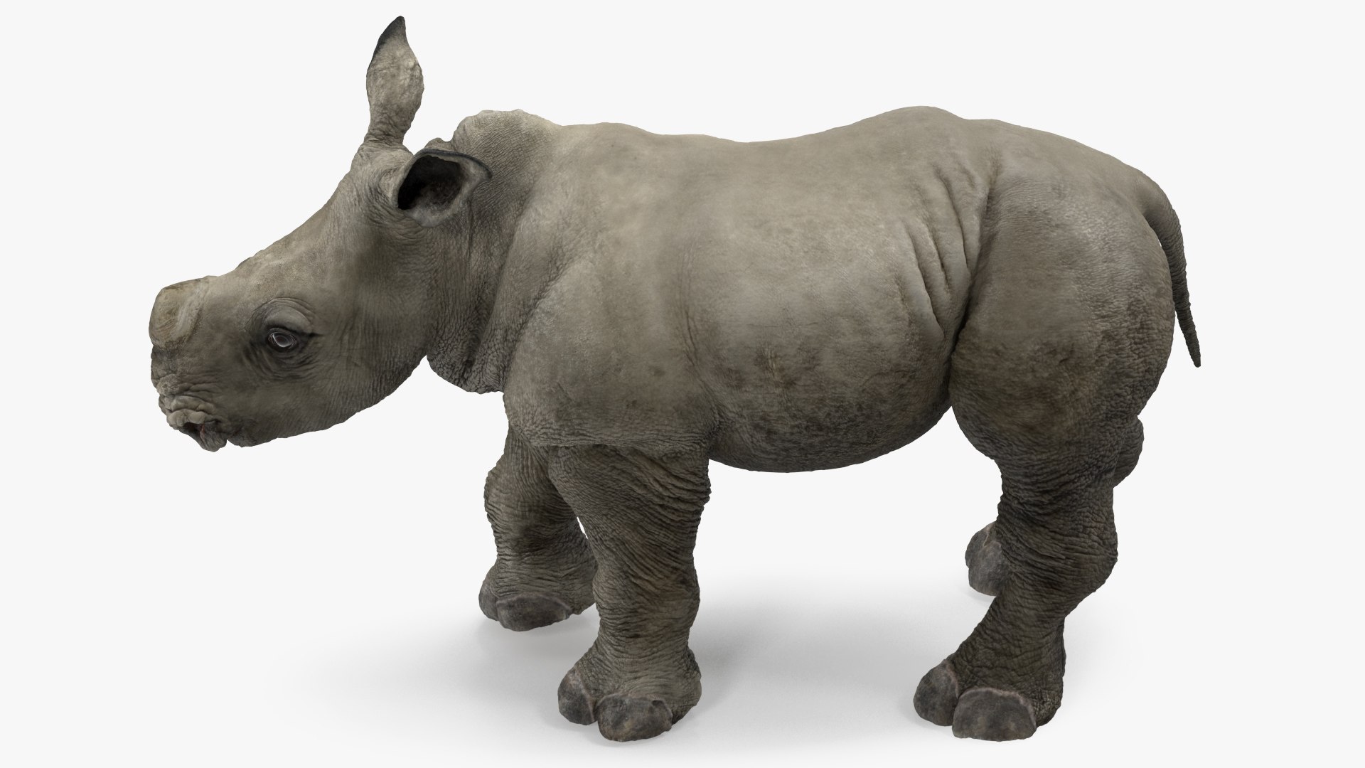 3D baby rhino rigged https://p.turbosquid.com/ts-thumb/Ka/bC5pkm/ZlEaUwWe/babyrhinorigged3dsmodel024/jpg/1609942035/1920x1080/fit_q87/d45dad32ef6f146343d3066618652172ecbd20d2/babyrhinorigged3dsmodel024.jpg