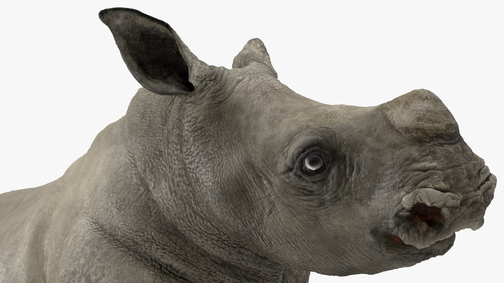 3D baby rhino rigged https://p.turbosquid.com/ts-thumb/Ka/bC5pkm/hJ1jT5HU/babyrhinorigged3dsmodel026/jpg/1609942044/1920x1080/fit_q87/dff86e784738f397c9fbf711364e929120d43315/babyrhinorigged3dsmodel026.jpg