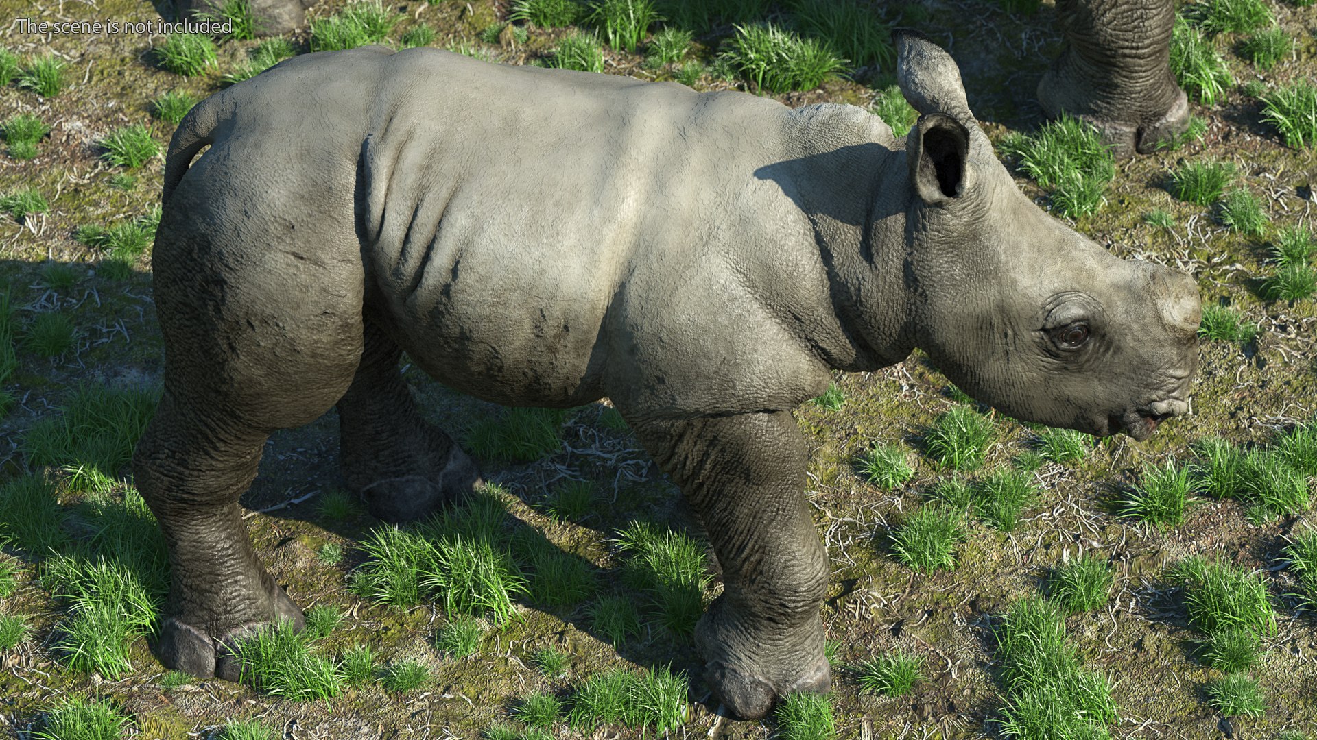 3D baby rhino rigged https://p.turbosquid.com/ts-thumb/Ka/bC5pkm/hYEvt4LG/babyrhinorigged3dsmodel006/jpg/1609941959/1920x1080/fit_q87/66f48c0a04f1b45cfcb0897b9203d0f89646984a/babyrhinorigged3dsmodel006.jpg
