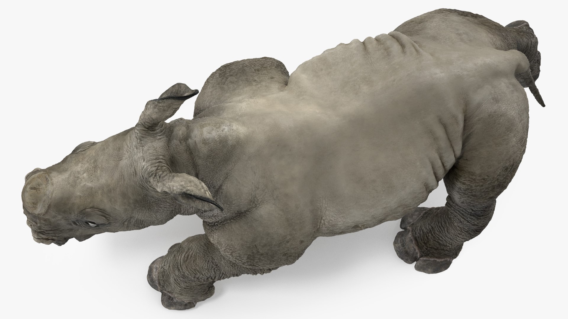 3D baby rhino rigged https://p.turbosquid.com/ts-thumb/Ka/bC5pkm/hcfCJIaK/babyrhinorigged3dsmodel020/jpg/1609942018/1920x1080/fit_q87/3b8fb75d6f7f47524e75d3a16f2176dbfffab538/babyrhinorigged3dsmodel020.jpg