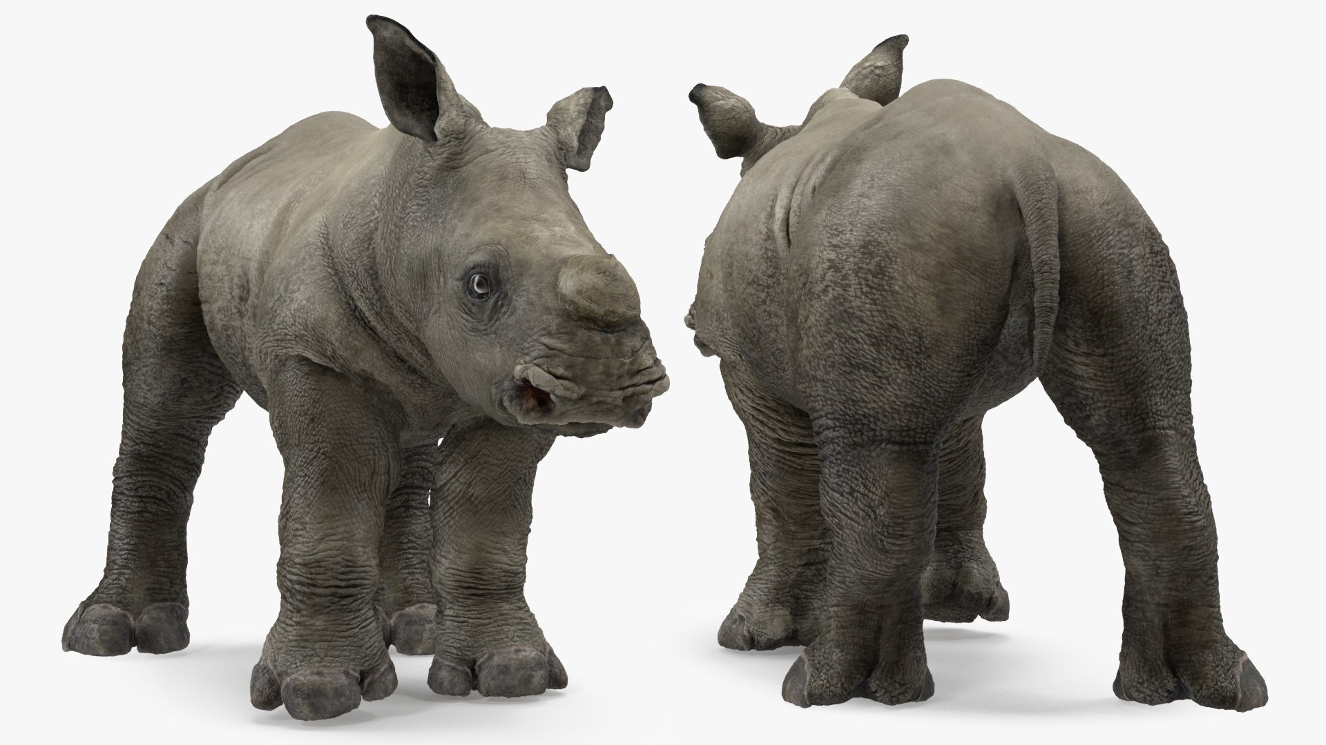 3D baby rhino rigged https://p.turbosquid.com/ts-thumb/Ka/bC5pkm/jcF6CHGa/babyrhinorigged3dsmodel015/jpg/1609941998/1920x1080/fit_q87/7e7c22b934c88cc2bd4fb94f65826b00c8698227/babyrhinorigged3dsmodel015.jpg