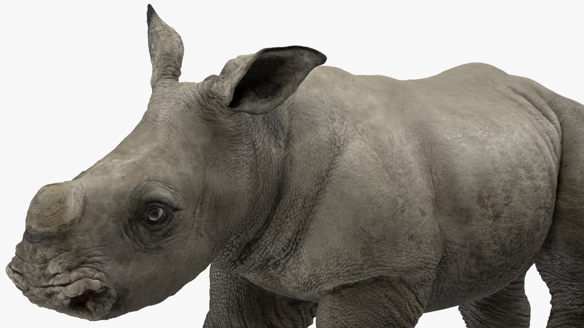 3D baby rhino rigged https://p.turbosquid.com/ts-thumb/Ka/bC5pkm/lFF2ZyT1/babyrhinorigged3dsmodel025/jpg/1609942039/1920x1080/fit_q87/7f9ee4d55d9fed05560cf659820f8f13cd37d962/babyrhinorigged3dsmodel025.jpg