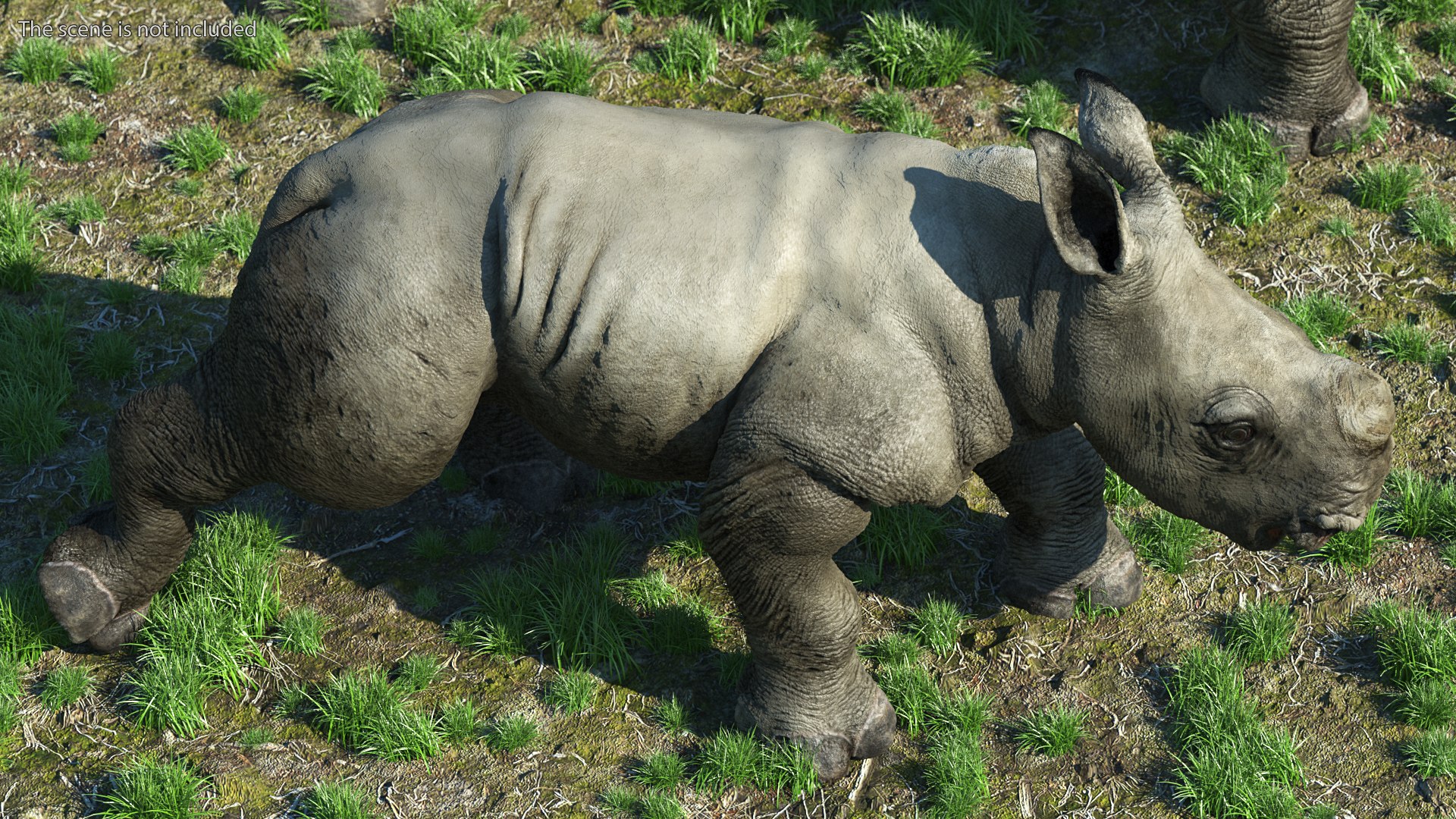 3D baby rhino rigged https://p.turbosquid.com/ts-thumb/Ka/bC5pkm/lfGHtbyr/babyrhinorigged3dsmodel008/jpg/1609941969/1920x1080/fit_q87/6fc5b7e58c42f028e5f07b99d9951c6420585e69/babyrhinorigged3dsmodel008.jpg