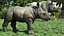 Cinema 4D 용으로 제작 된 Baby Rhino