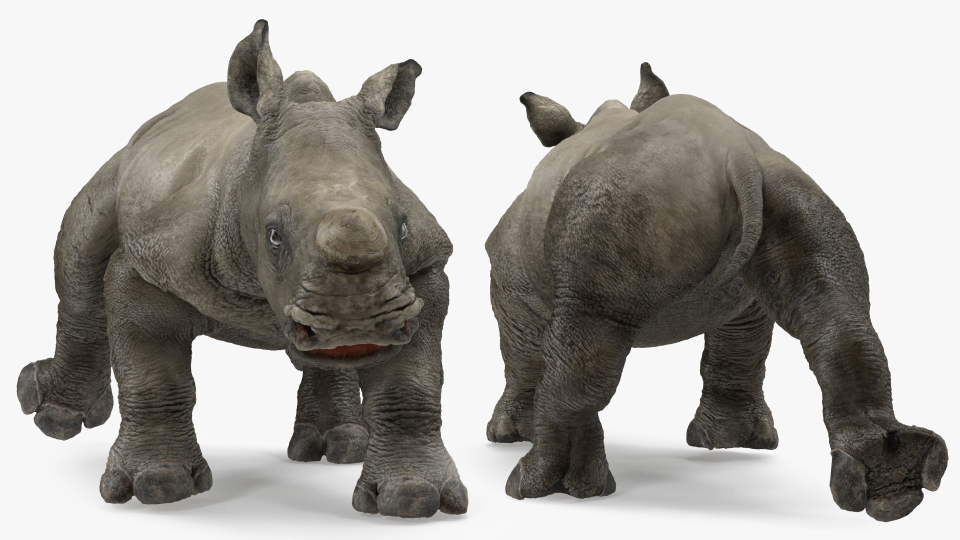 3D baby rhino rigged https://p.turbosquid.com/ts-thumb/Ka/bC5pkm/sKeNYPzw/babyrhinorigged3dsmodel017/jpg/1609942006/1920x1080/fit_q87/57cae71116092e2d1329e59bae1d3cd0b0105eb0/babyrhinorigged3dsmodel017.jpg
