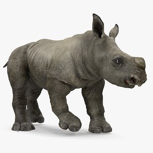 3D baby rhino rigged