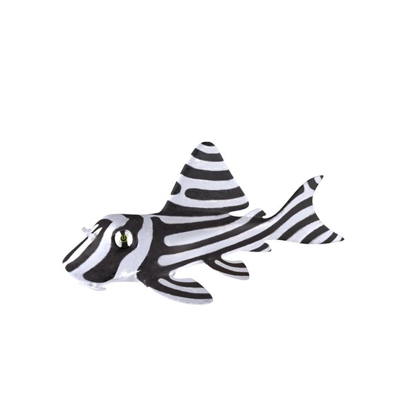 zebra pleco 3d c4d