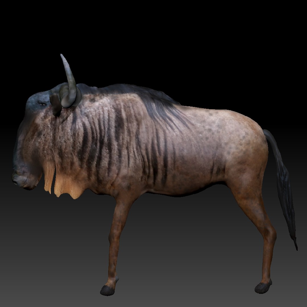 3d Model Wildebeest