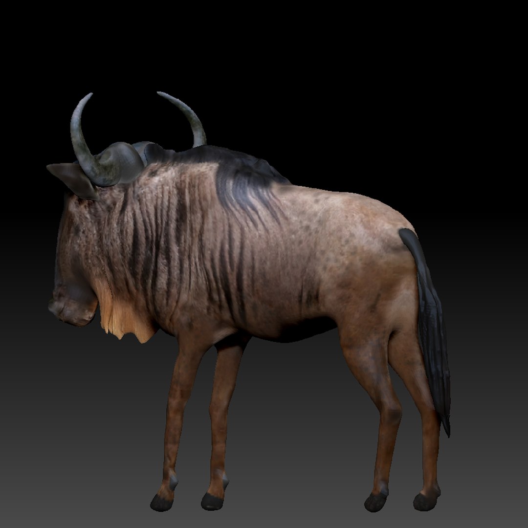 3d Model Wildebeest