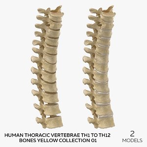 3D Human Thoracic Vertebrae TH1 to TH12 Bones Yellow Collection 01  - 2 models model