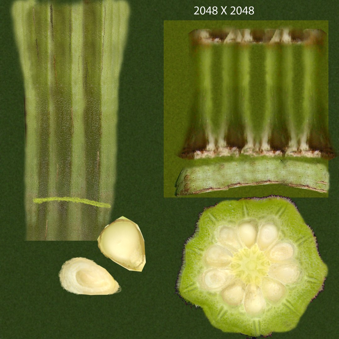 okra abelmoschus esculentus half 3d ma https://p.turbosquid.com/ts-thumb/Kb/9oW8yi/r2JhRgVH/abelmoschusesculentushalf_col/jpg/1417157074/1920x1080/fit_q87/b876d1b2f6ace2c8234ebda4c4a6de1c9558f6ff/abelmoschusesculentushalf_col.jpg