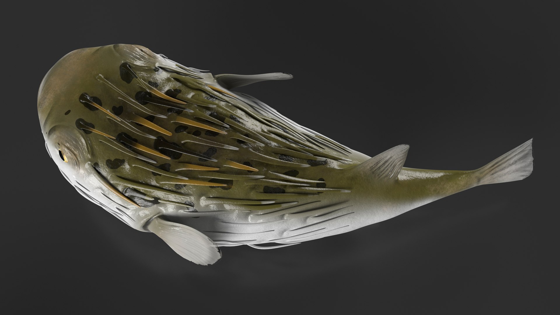 3D model Puffer Fish Rigged for Cinema 4D https://p.turbosquid.com/ts-thumb/Kb/Ae2Irq/wb/pufferfishriggedforcinema4dvray3dmodel010/jpg/1708215149/1920x1080/fit_q87/c0519d3892a1f8e256dd8daeea6451c987113da5/pufferfishriggedforcinema4dvray3dmodel010.jpg