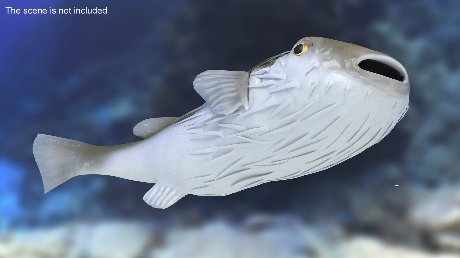 3D model Puffer Fish Rigged for Cinema 4D https://p.turbosquid.com/ts-thumb/Kb/Ae2Irq/xk/pufferfishriggedforcinema4dvray3dmodel008/jpg/1708215143/1920x1080/fit_q87/27c8458bdf06953e24e21f9a15a98d270279321d/pufferfishriggedforcinema4dvray3dmodel008.jpg