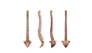 SPINE and Sacrum printable
