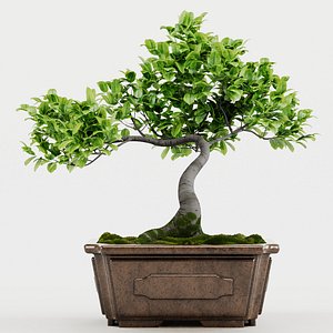 3D model Indoor plant bonsai 02