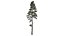 Scots Pine Tree Collection