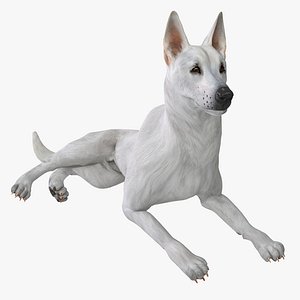 White Shepherd Dog Pose 5