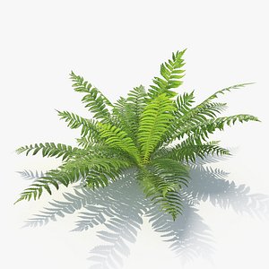Fern 02
