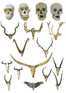 3D skull pack