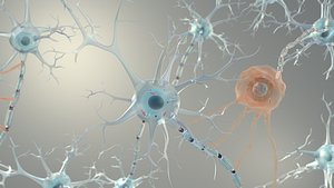 Brain Neurons for Cinema 4d