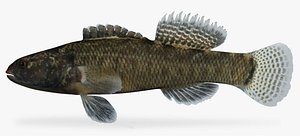 etheostoma crossopterum fringed darter x