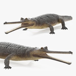 3D Long Snouted Gharial Crocodile
