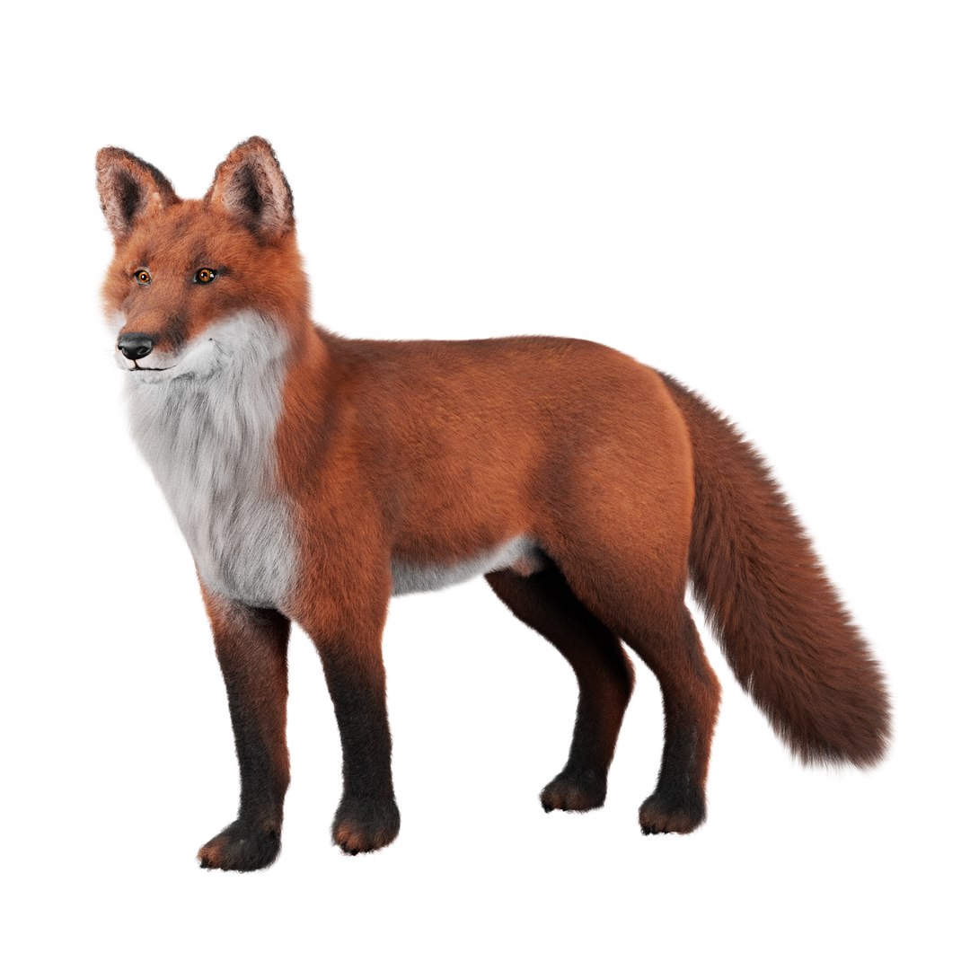 3D Fox Rigged 3D Model - TurboSquid 2264678