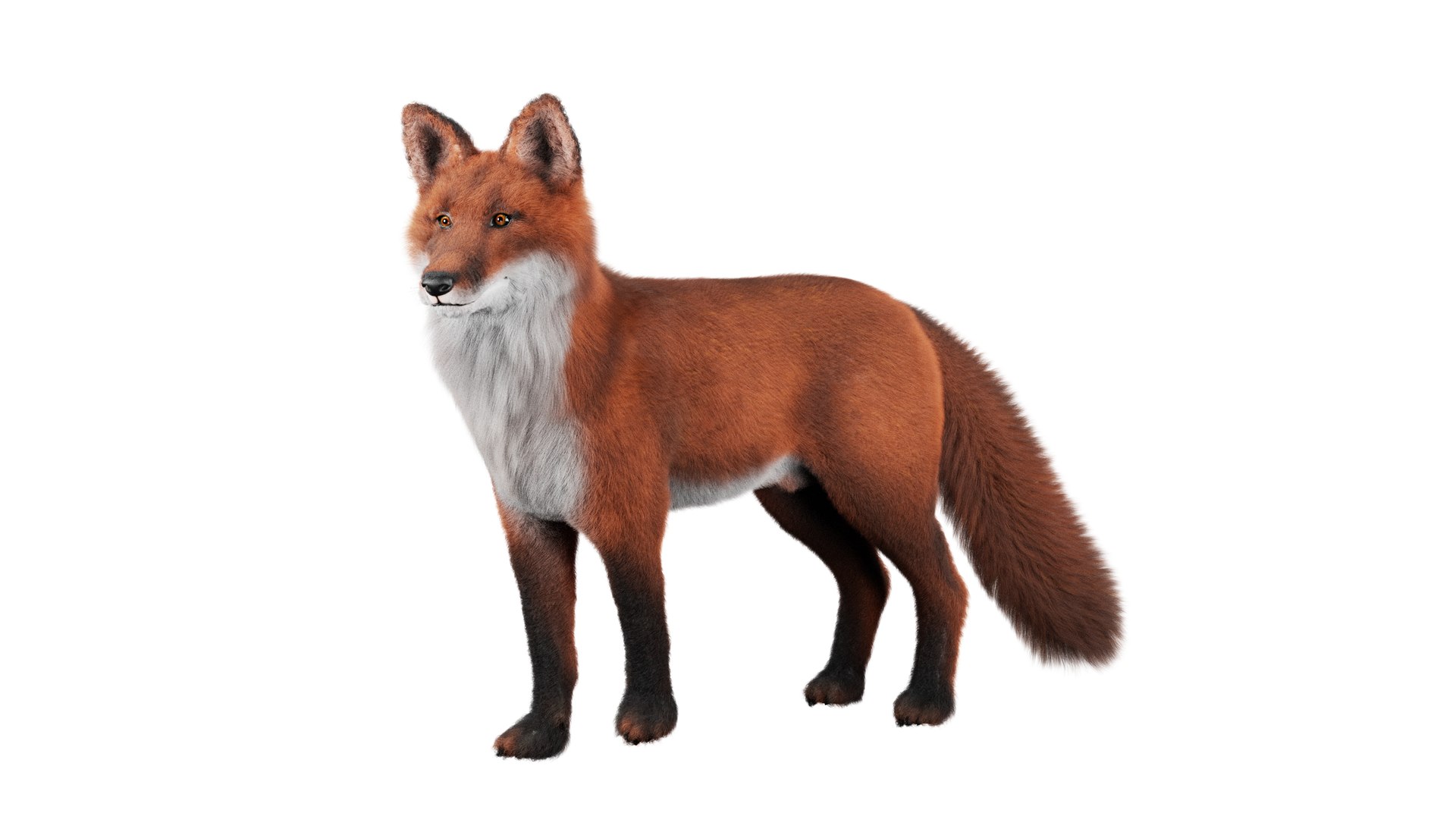3D Fox Rigged 3D Model - TurboSquid 2264678