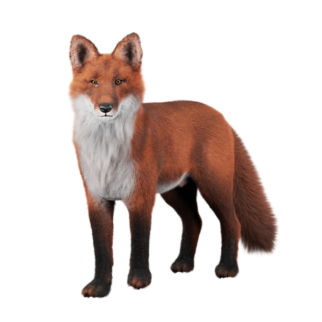 3D Fox Rigged 3D Model - TurboSquid 2264678