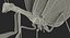 3D european mantis rigged fur model
