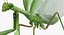 3D european mantis rigged fur model