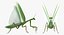 3D european mantis rigged fur model