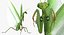 3D european mantis rigged fur model