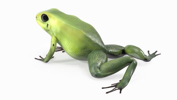 modelo 3d Pose de rastreo de morfo verde de rana flecha venenosa ...