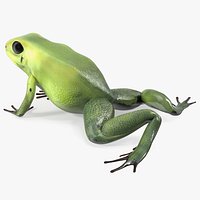 Poison Arrow Frog Green Morph Crawling Pose