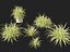 Pandanus baptistii Variegata - Сосна винтовая золотисто-полосатая