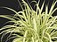 Pandanus baptistii Variegata - Сосна винтовая золотисто-полосатая