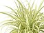 Pandanus baptistii Variegata - Сосна винтовая золотисто-полосатая