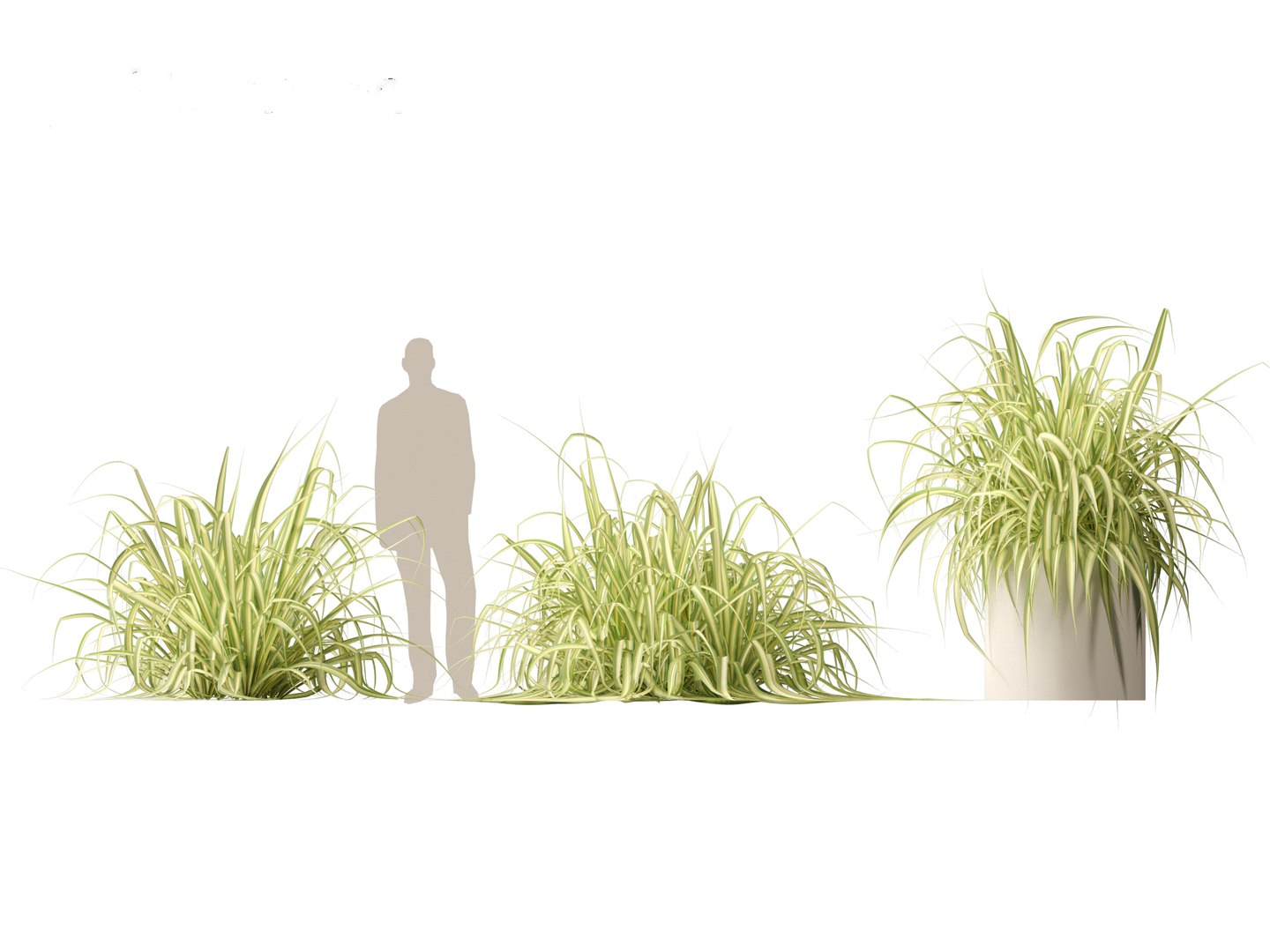 Pandanus baptistii Variegata - Gold-Striped Screw Pine 3D model https://p.turbosquid.com/ts-thumb/Kb/suNVER/tv/pandanusbaptistiivariegata015/jpg/1730878070/1920x1080/fit_q87/487d369380b0596b55f137e645ed8ce9ea05b1ea/pandanusbaptistiivariegata015.jpg