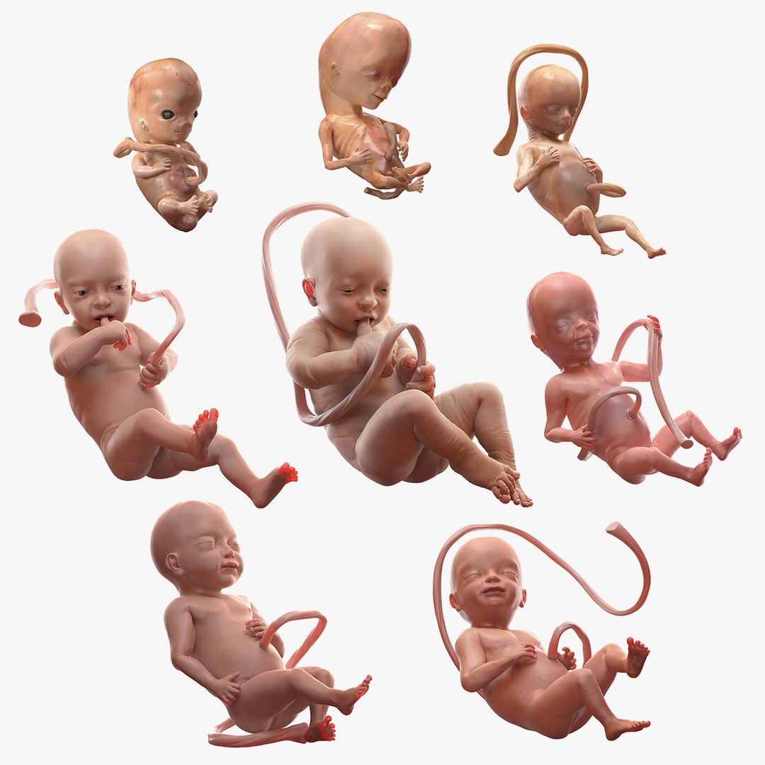 Rigged Embryos Full Collection 3D model preview