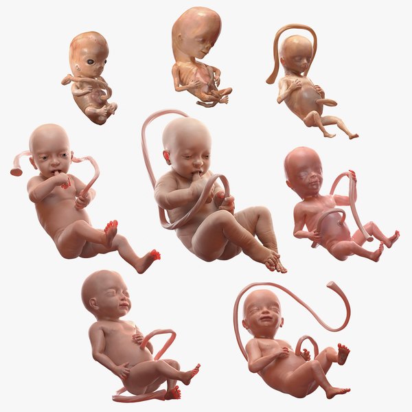 rigged embryos 3D