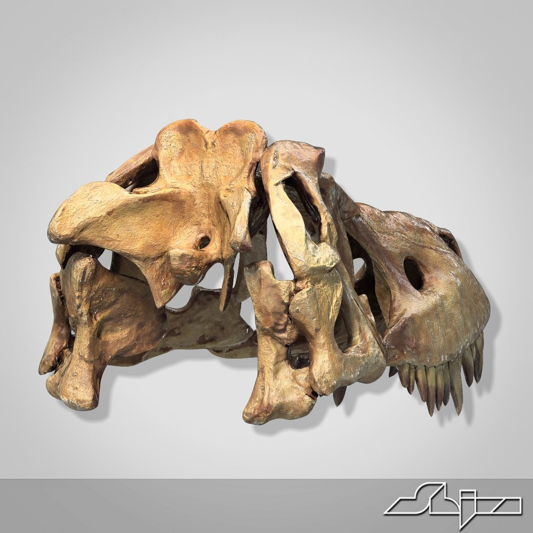dino skull 3d max https://p.turbosquid.com/ts-thumb/Kb/xt0cyF/eqDqpCn8/dinohead_render5/jpg/1299082549/1920x1080/fit_q87/3b51b3ce9d23066c60c50d2b858e1bd34f0989b2/dinohead_render5.jpg