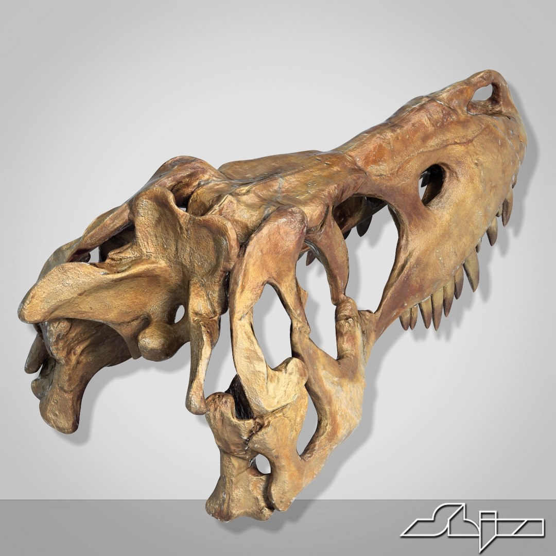 Dino Skull 3d Max