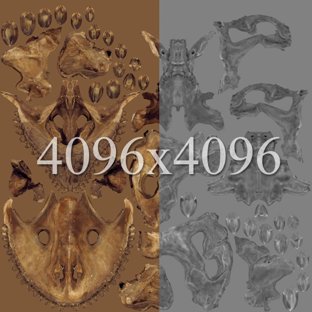 dino skull 3d max https://p.turbosquid.com/ts-thumb/Kb/xt0cyF/wYowJGno/dinohead_maps1/jpg/1299082549/1920x1080/fit_q87/e883c18da1301ff553e56042a26f999fc8063da3/dinohead_maps1.jpg