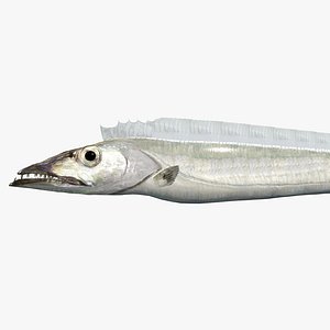 3D model Atlantic Cutlassfish - Tachiuo - Trichiurus lepturus
