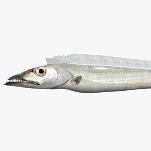 Atlantic Cutlassfish - Tachiuo - Trichiurus lepturus
