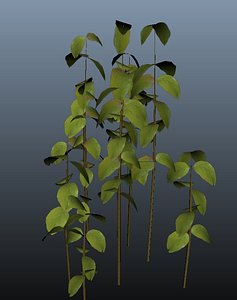 Plant bush